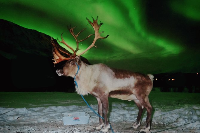 Reindeer Sledding and Feeding with Chance of Northern Lights Tromso - Transport reality check: city pickup, camp time, and your return