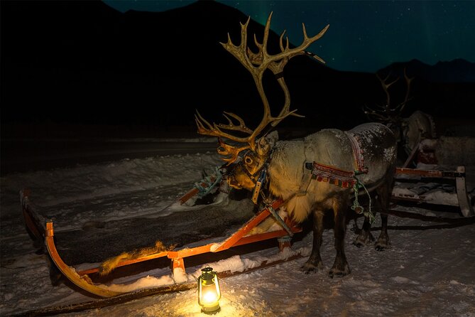 Reindeer Sledding and Feeding with Chance of Northern Lights Tromso - Reindeer sledding: fun when snow is cooperative