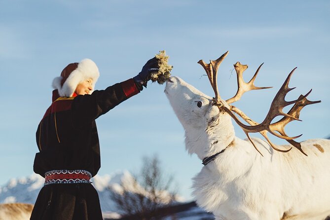 Reindeer Sledding and Feeding with Sami Culture in Tromso. - Lunch, Hot Drinks, and the Reindeer Stew vs Vegan Option