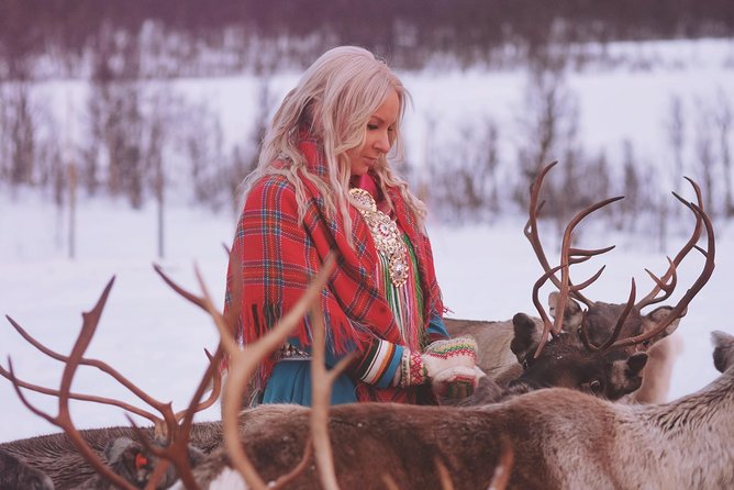 Reindeer Sledding and Feeding with Sami Culture in Tromso. - The Sámi Culture Talk: How to Turn Camp Stories Into Real Understanding