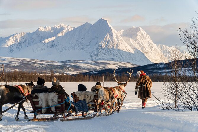 Reindeer Sledding and Feeding with Sami Culture in Tromso. - From Fredrik Langes gate 4 to Tromsø Lapland: How the Time Flows