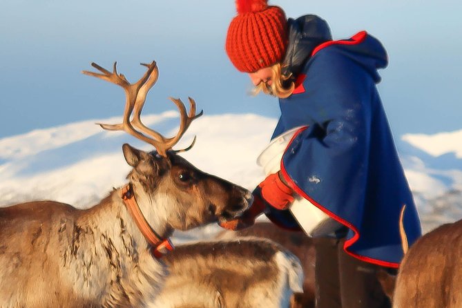 Reindeer Sledding Experience and Sami Culture Tour from Tromso - First stop: Prostneset bus terminal, then a quick coastal ride to the camp