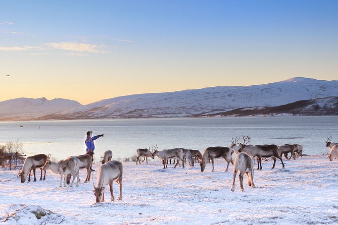 Reindeer Sledding Experience and Sami Culture Tour from Tromso - Timing, group size, weather, and what to pack in Tromsø winter