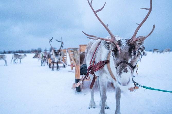 Reindeer Sledding Experience and Sami Culture Tour from Tromso - Price and value: is $225.64 per person worth it?