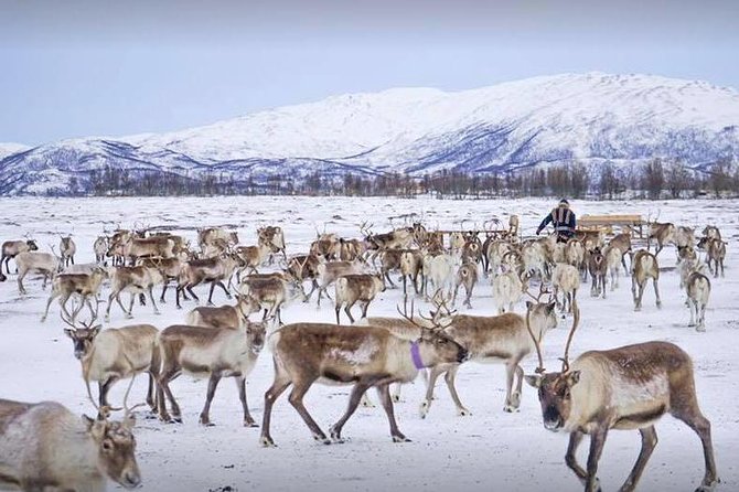 Reindeer Sledding Experience and Sami Culture Tour from Tromso - Should you book Tromsø reindeer sledding with Sami culture?