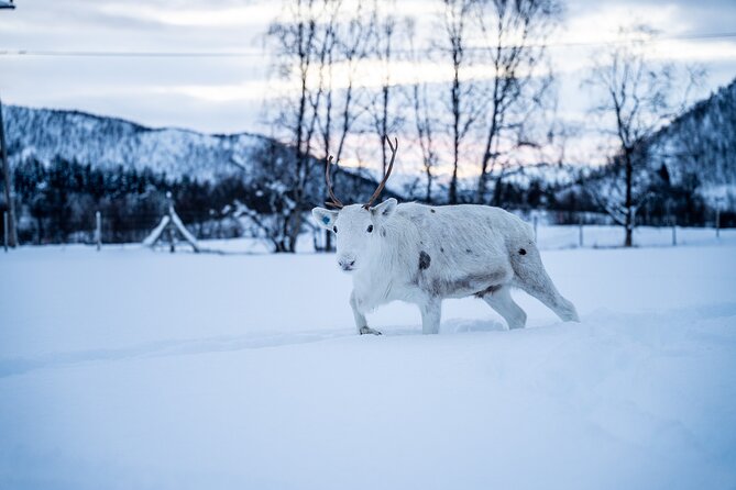 Reindeer Sledding, Feeding And Sami Culture At Reindeer Farm - Tromsø’s scenic bus ride through Lavangsdalen and Balsfjord