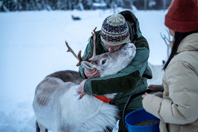 Reindeer Sledding, Feeding And Sami Culture At Reindeer Farm - Sámi culture talk: warm camp energy, practical context