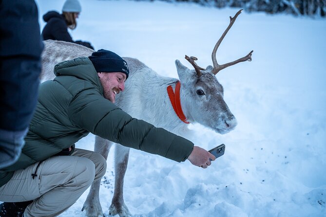 Reindeer Sledding, Feeding And Sami Culture At Reindeer Farm - Transport, warm clothing, and small-group pacing