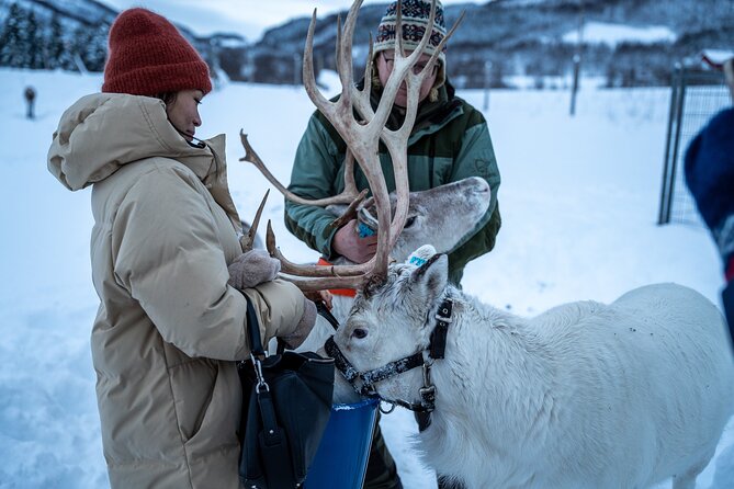 Reindeer Sledding, Feeding And Sami Culture At Reindeer Farm - Price and value: what you’re paying for at $215.18