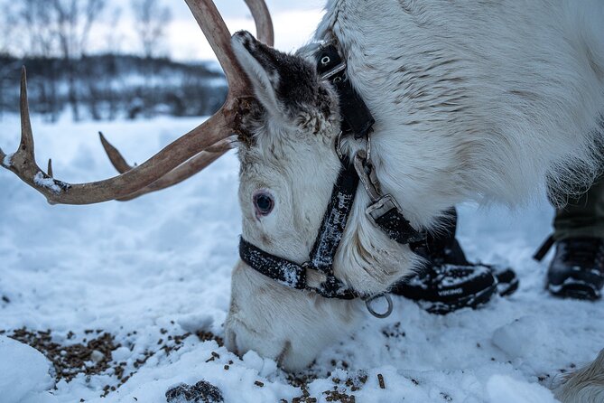 Reindeer Sledding, Feeding And Sami Culture At Reindeer Farm - Who this tour suits best in Tromsø