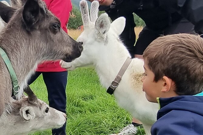 Sami Culture and Reindeer Cuddles Experience - Key Highlights I Think You Should Know