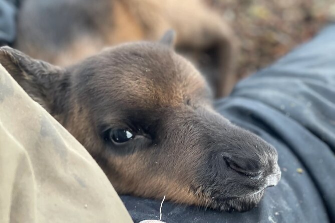 Sami Culture and Reindeer Cuddles Experience - Sámi Meets Reindeer at a Farm on the Malangen Peninsula