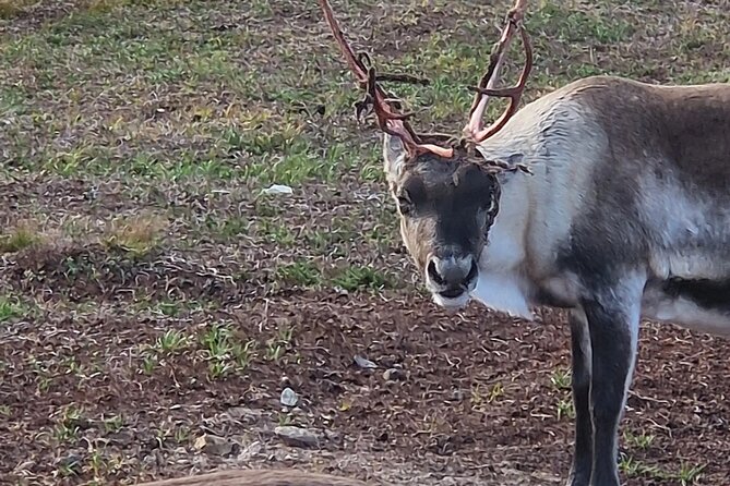 Sami Culture and Reindeer Cuddles Experience - Snacks, Hot Drinks, and Photo Stops on the Drive from Tromsø