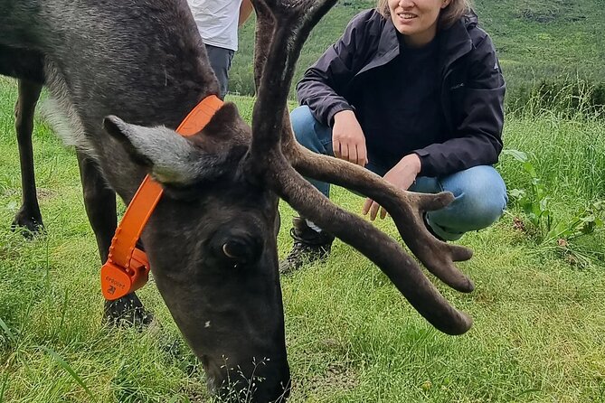 Sami Culture and Reindeer Cuddles Experience - Pickup at Grønnegata 87 and Cruise Port Timing