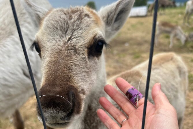 Sami Culture and Reindeer Cuddles Experience - Price and Value: What $175.32 Buys You in Real Time
