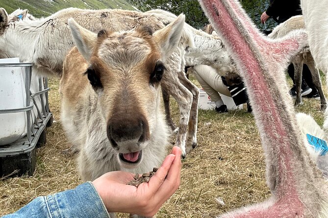 Sami Culture and Reindeer Cuddles Experience - Who This Tour Fits Best, Families, Couples, and Culture-First People
