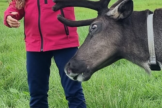 Sami Culture and Reindeer Cuddles Experience - Kvaløya Camp Time: Story, Lavvu Warmth, and Real Reindeer Interaction