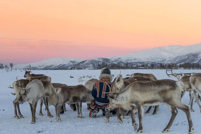 Sami Culture and Short Reindeer Sledding from Tromso - Inside the lavvu: coffee, bidos, and warm storytelling that makes the day click