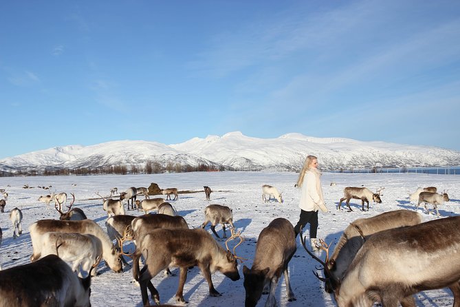 Sami Culture and Short Reindeer Sledding from Tromso - How much value you get for the price in Tromso