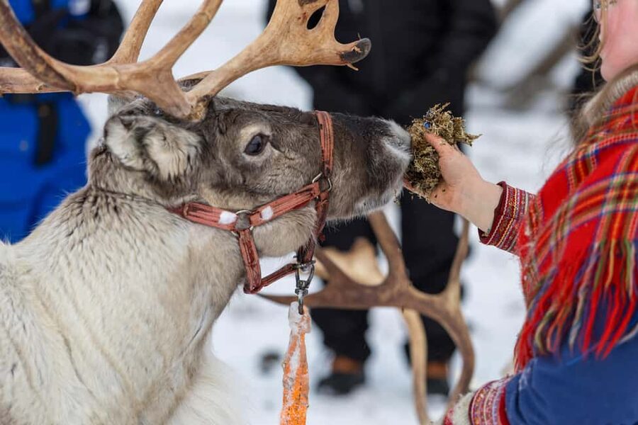 Sami Culture, Northern Lights & Reindeer Visit at Camp Tamok - Should You Book Camp Tamok for Sami Culture and Northern Lights?