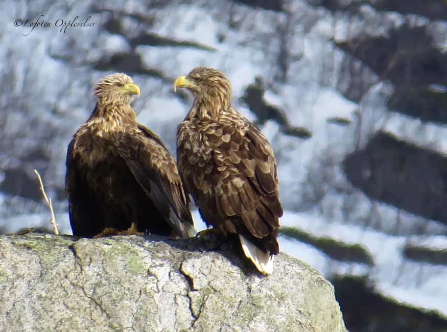 Sea Eagle/Nature Safari - Key things that make this safari worth your time