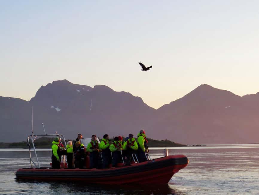 Sea Eagle/Nature Safari - Lofoten is the sea eagle kingdom, and you get front-row access