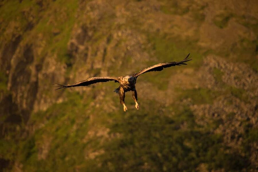 Sea Eagle/Nature Safari - Henningsvær guidance: learning the setting before you hit open water