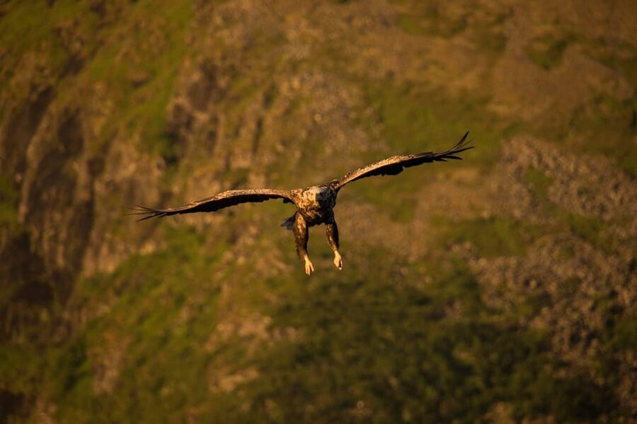 Sea Eagle/Nature Safari - Sea Eagles: what to look for when they are hunting