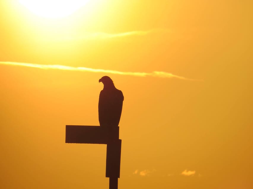 Sea Eagle/Nature Safari - Price and value: is $114 a good deal for wildlife time?