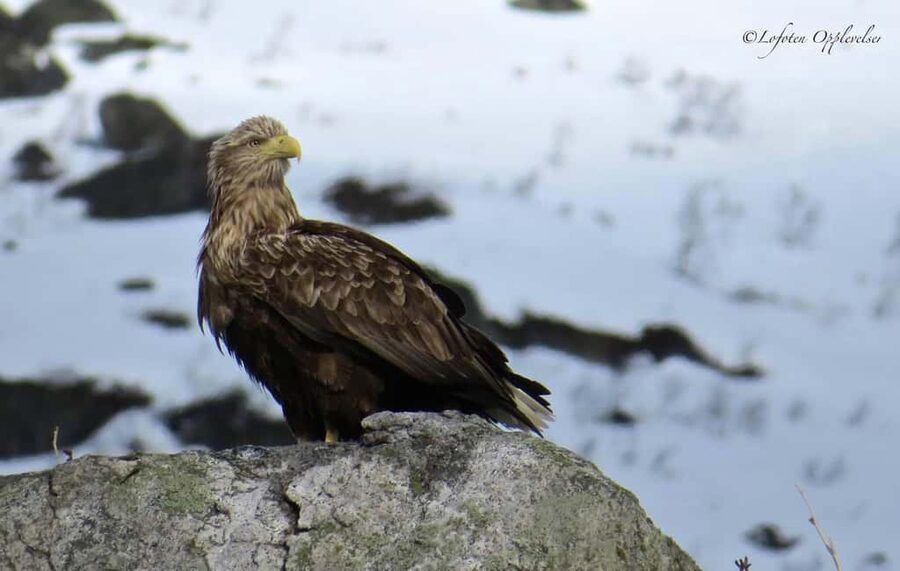 Sea Eagle/Nature Safari - The start at Dreyers gate 15: gear up fast and don’t be late