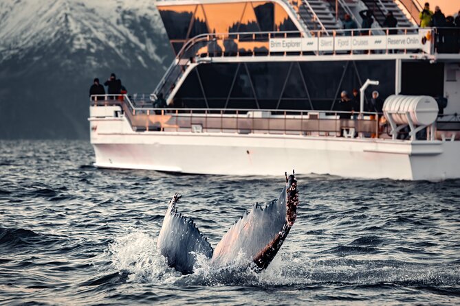 Silent Whale Watching by Hybrid-Electric Boat from Tromsø - Key highlights I’d circle before you go