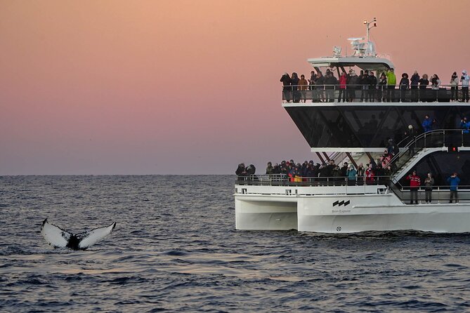 Silent Whale Watching by Hybrid-Electric Boat from Tromsø - Kvaenangen Municipality: your main 1 to 2 hour whale window
