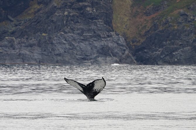 Silent Whale Watching by Hybrid-Electric Boat from Tromsø - Wi-Fi, photos, and staying sharp during whale searches