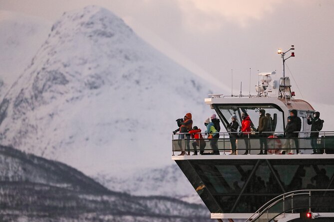 Silent Whale Watching by Hybrid-Electric Boat from Tromsø - Seasonal timing: when whales are around Tromsø