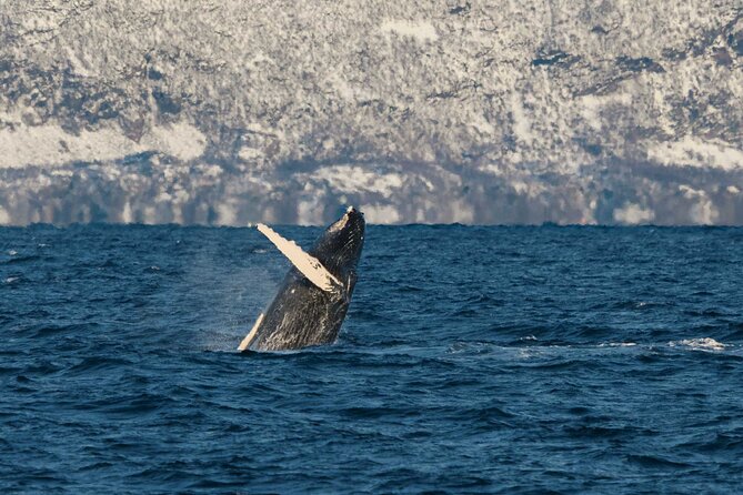 Silent Whale Watching on Hybrid-Electric Boat with Scenic Bustrip - From Tromsø toward the Lyngen Alps, then into the whale-search work
