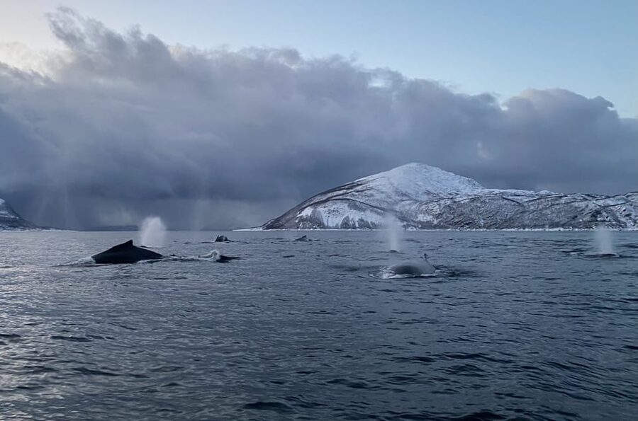 Skjervøy: Whale and Orca Watching Tour by RIB Boat - Key points to know before you go