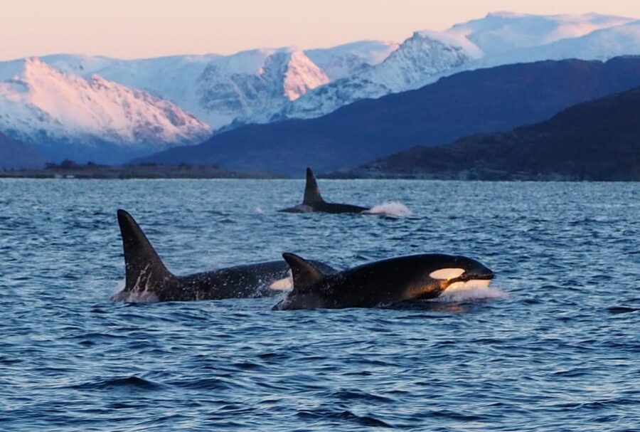 Skjervøy: Whale and Orca Watching Tour by RIB Boat - Who should book this tour, and who should skip it