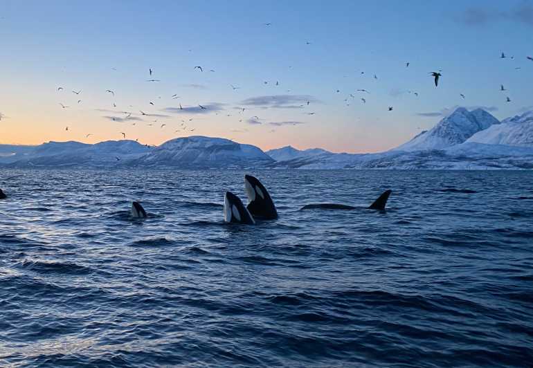 Skjervøy: Whale and Orca Watching Tour by RIB Boat - Getting To Strandveien 70, the red-door start in Skjervøy