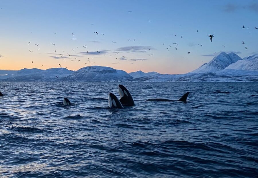 Skjervøy: Whale and Orca Watching Tour by RIB Boat - The thermal gear setup, what you will really appreciate
