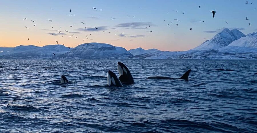 Skjervøy: Whale and Orca Watching Tour by RIB Boat - The 3-hour search for orcas, humpbacks, fin whales, and sperm whales