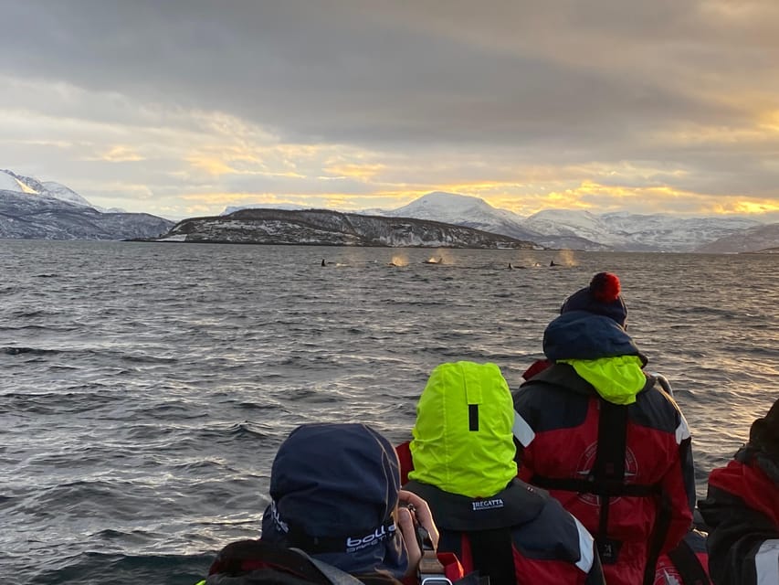 Skjervøy: Whale and Orca Watching Tour by RIB Boat - The guide component: whale ecology you can actually use