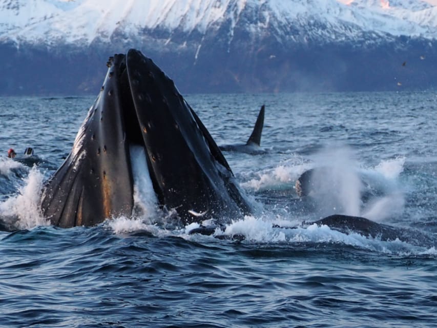 Skjervøy: Whale and Orca Watching Tour by RIB Boat - Orca feeding session moments, and why close contact is rare