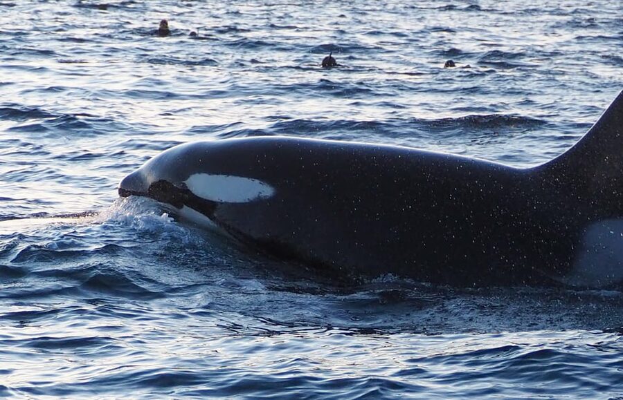 Skjervøy: Whale and Orca Watching Tour by RIB Boat - Price and value: is $240 for 3 hours fair?