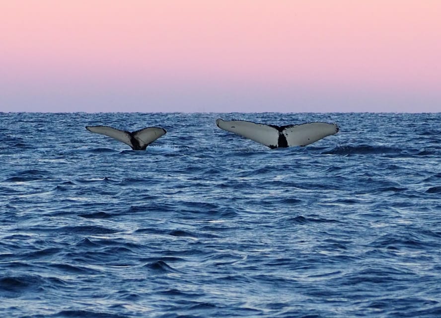 Skjervøy: Whale and Orca Watching Tour by RIB Boat - What past guests seem to praise most