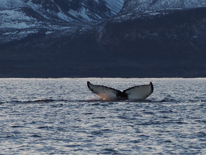Skjervøy: Whale and Orca Watching Tour by RIB Boat - Why a RIB boat makes sense for whale watching in winter