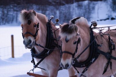 Sleigh Ride w/ snacks – Experience Arctic Farm Life