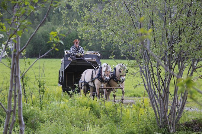 Sleigh Ride w/ Tapas Meal - Experience Arctic Farm Life - Aurora Borealis Odds, Snow Conditions, and Weather Reality