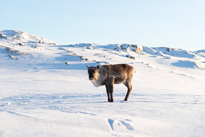 Small Group Snowshoe Hike in Tromso - Price and value: what you’re actually paying for