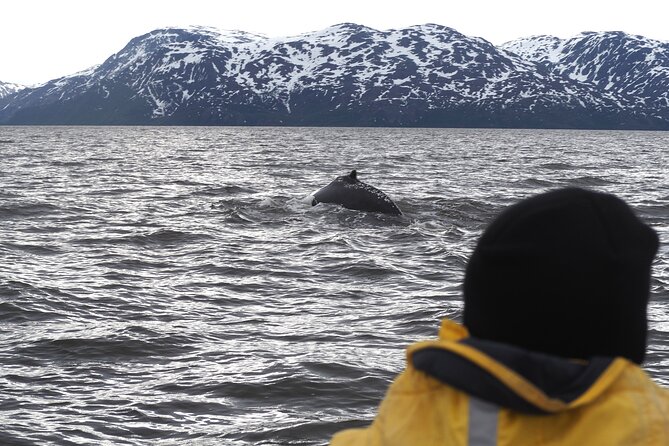 Small group Whale watching - Key highlights to know