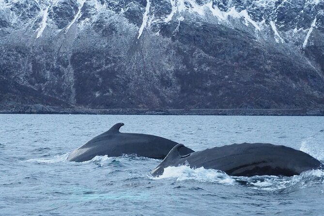 Small group Whale watching - The 4.5-hour timeline, how it feels in real time